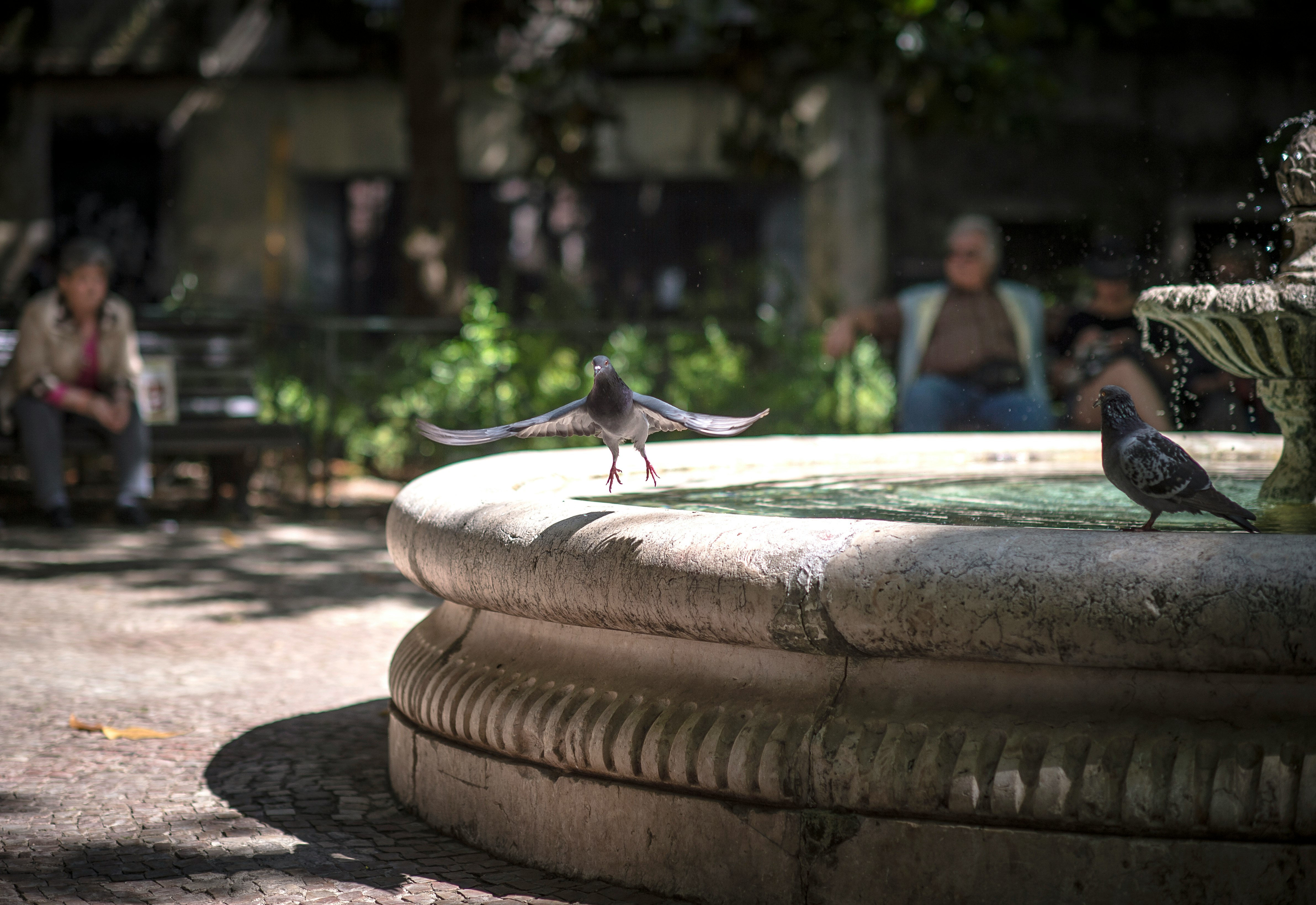 pigeon about to fly away from outdoor water fountain